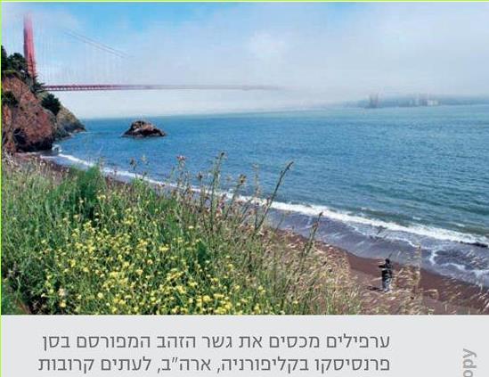 ערפילים מכסים את גשר הזהב המפורסם בסן פרנסיסקו בקליפורניה, ארה